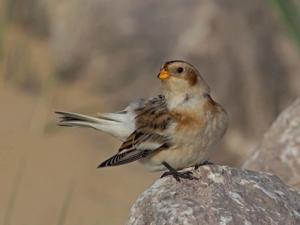 Snow Bunting (Plectrophenax nivalis), Wales, United Kingdom