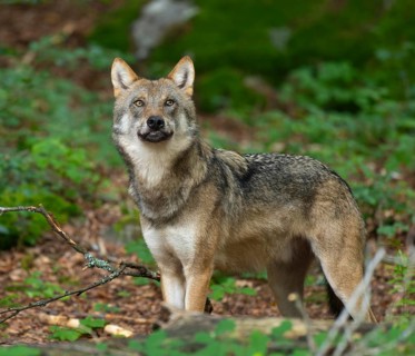 Wolf (Canis lupus) standing in the forest and looking attentively, captive, Bavarian Forest