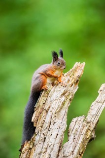 Red squirrel (Sciurus vulgaris) sitting on an old wrotten tree trunk in a forest, Bavaria, Gernany