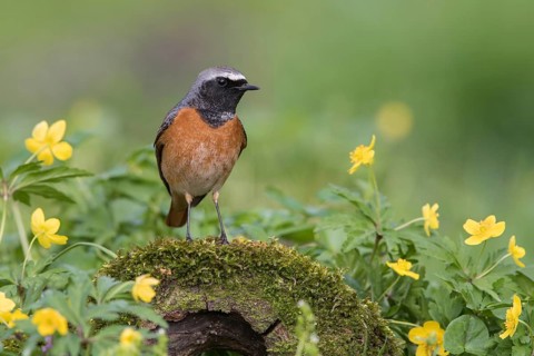 Common Redstart (Phoenicurus phoenicurus) male perched on an old mossy tree trunk amongst flowers,