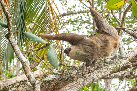 Male two toed sloth (Choloepus didactylus) hanging upside down and climbing on almond tree. Beach,