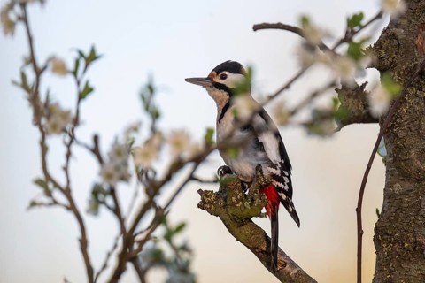 Great spotted woodpecker (Dendrocopos major) in a blossoming cherry tree, evening light,