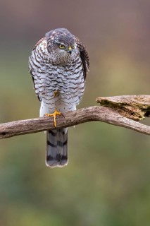 Eurasian Sparrowhawk (Accipiter nisus) female perched on a branch, Saxony-Anhalt, Germany