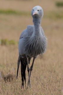 Blue Crane (Grus paradisea), South Africa