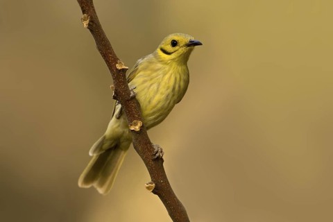 Yellow-tinted Honeyeater (Ptilotula flavescens), Western Australia, Australia