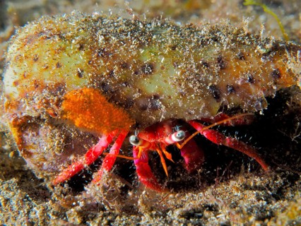Red Hermit Crab (Dardanus calidus)