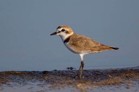 Kentish Plover (Charadrius alexandrinus) male, Lesvos, Greece