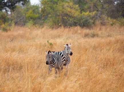 Steppe zebras (Equus quagga) or horse zebras, Akagera National Park or Kagera National Park,