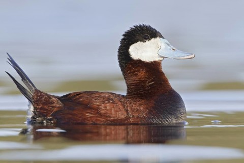 Ruddy Duck (Oxyura jamaicensis), British Columbia, Canada