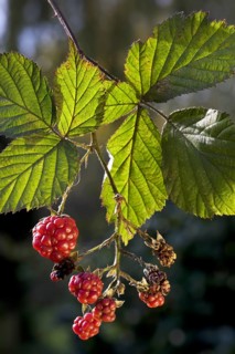 Berries and leaves of blackberry (Rubus fruticosus)