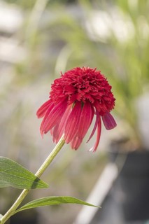 Red coneflower (Echinacea purpurea 'Hot Pawpaw'), BS Sämann, Germany
