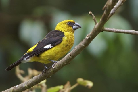 Black-thighed Grosbeak (Pheucticus tibialis) perched on a branch in Costa Rica