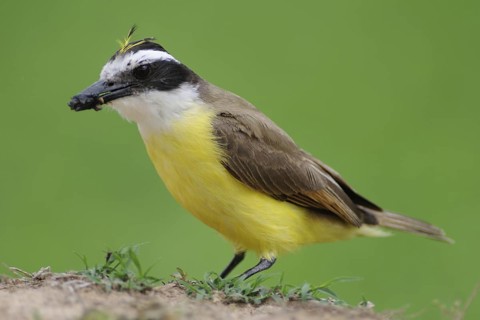 Great Kiskadee (Pitangus sulphuratus), Pantanal, Brazil