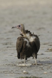 Hooded Vulture (Necrosyrtes monachus), Gambia