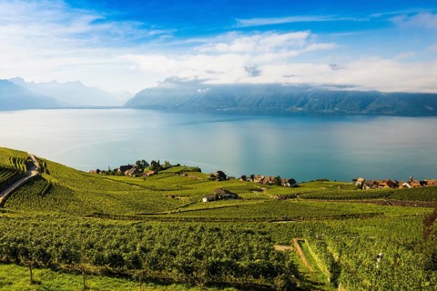 Picturesque village in the vineyards by the lake, Rivaz, Lavaux, UNESCO World Heritage Site, Lake