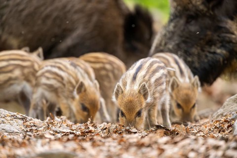 Wild boar (Sus scrofa) piglets standing in a forest, Bavaria, Germany