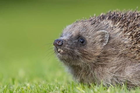 European hedgehog (Erinaceus europaeus) adult animal on a garden grass lawn in the summer, England,