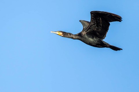 Great Cormorant (Phalacrocorax carbo) flying, Castile and Leon, Spain