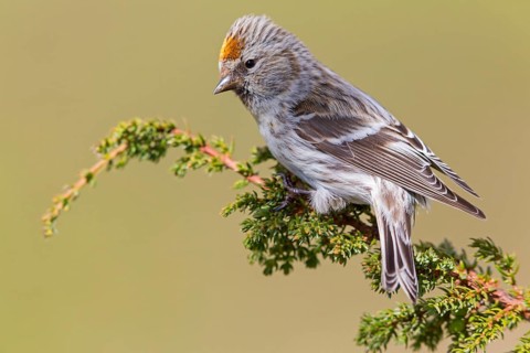 Birkenzeisig, Common Redpoll, Redpoll, Carduelis flammea, Acanthis flammea, Sizerin flammé,