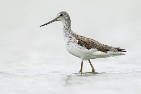 Common Greenshank (Tringa nebularia), Victoria, Australia