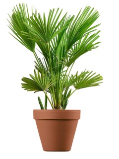 Dwarf palm (Chamaerops humilis) in a planter against a white background, studio photo