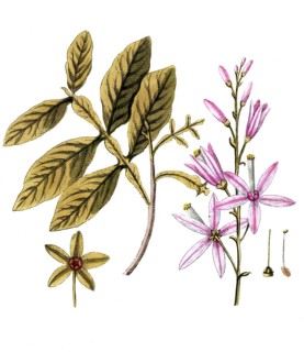 Quassia amara, Brazilian Quassia tree, digital reproduction of a historical model, between 1790 and