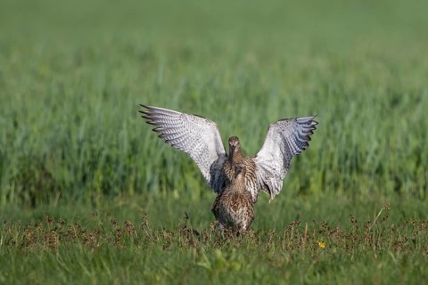 Eurasian Curlew (Numenius arquata) pair mating, North Rhine-Westpalia, Germany