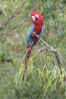 Red-and-green Macaw (Ara chloroptera) perched on a branch in Manu National Park, Peru
