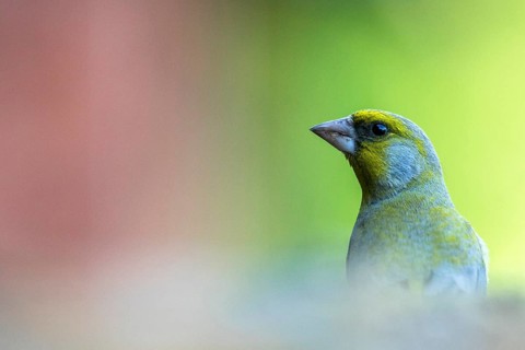 European Greenfinch (Chloris chloris), Carpathian Mountains, Romania