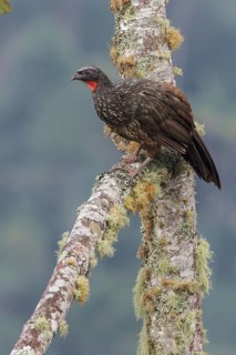 Dusky-legged Guan (Penelope obscura) perched on a branch in the Atlantic rainforest of southeast