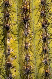 Argentine saguaro cactus (Echinopsis terscheckii), San Juan Province, Argentina