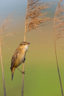 Schilfrohrsänger, Sedge Warbler, Acrocephalus schoenobaenus, Phragmite des joncs, Carricerín Común