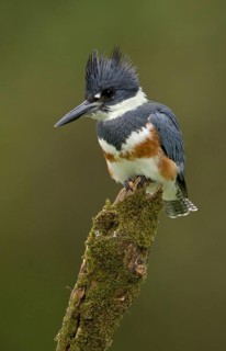 Belted Kingfisher (Megaceryle alcyon), Texas, USA
