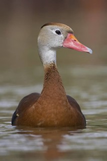 Black-bellied Whistling Duck (Dendrocygna autumnalis), Texas, USA