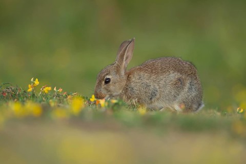 Rabbit (Oryctolagus cuniculus) juvenile baby bunny animal feeding in grassland amongst Birds-foot