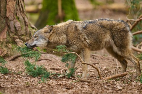 A wolf sniffs curiously at a pine branch in the forest, Wolf (Canis Lupus), Germany
