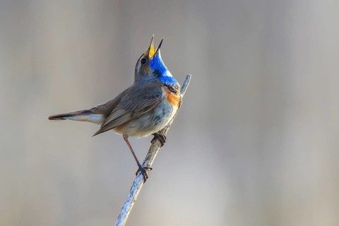 Bluethroat (Luscinia svecica cyanecula) male singing, Netherlands