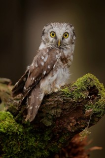 Small bird Boreal owl, Aegolius funereus, sitting on the stone with clear green forest in