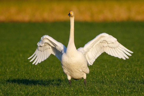 Whooper Swan (Cygnus cygnus) flapping wings, North Rhine-Westphalia, Germany