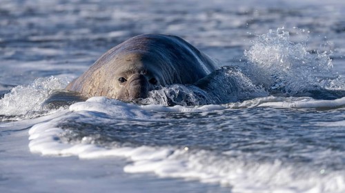 Southern elephant seal (Mirounga leonina), male, swimming in the surf, head protruding from the