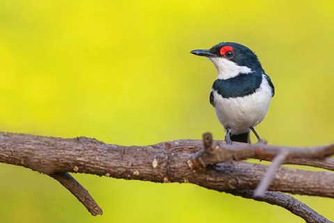 Lappet-faced Flycatcher (Platysteira cyanea), Sita Joyeh Baobab island, Farasutu, South Bank,