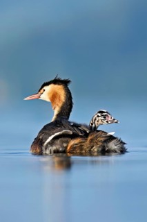 Great Crested Grebe (Podiceps Scalloped ribbonfish), with chicks in plumage swimming in the water,