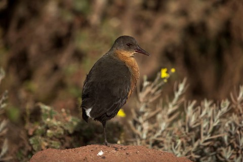 Rouget's Rail (Rougetius rougetii) pair, Bale Mountains National Park, Ethiopia