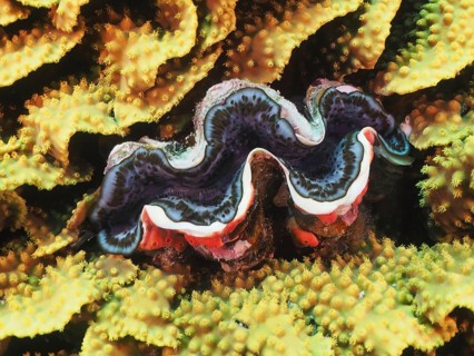 Common giant clam (Tridacna maxima)