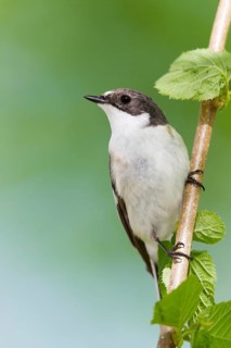 European Pied Flycatcher (Ficedula hypoleuca) male, Baden-Wuerttemberg, Germany