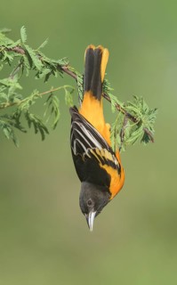 Baltimore Oriole (Icterus galbula) male, Texas, USA