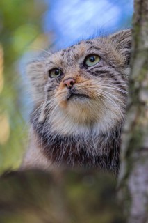 Portrait of a Pallas's cat (Otocolobus manul) or Manul. Least concern species on the IUCN Red List