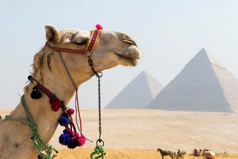 Camels and pyramids, Giza pyramids, UNESCO World Heritage Site, Giza, Cairo, Egypt