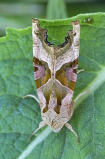 Agate owl, mangold owl, (Phlogophora meticulosa), animals, insects, butterfly, Lobau, Vienna,