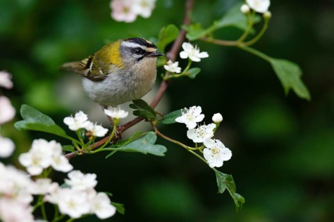 Common Firecrest (Regulus ignicapilla), Asturias, Spain